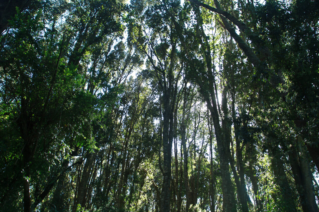 Proyecto Determinación Huella de Carbono Universidad de Los Lagos